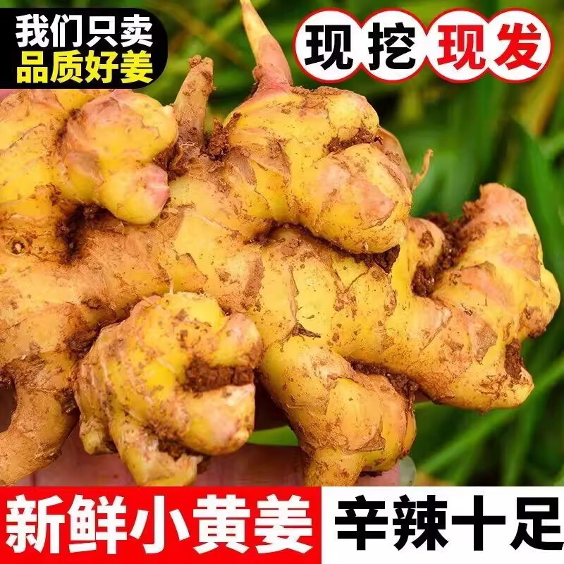 优仙果云南小黄姜 新鲜蔬菜现挖现发调味料火锅食材 【云南小黄姜】带箱5斤小块热卖