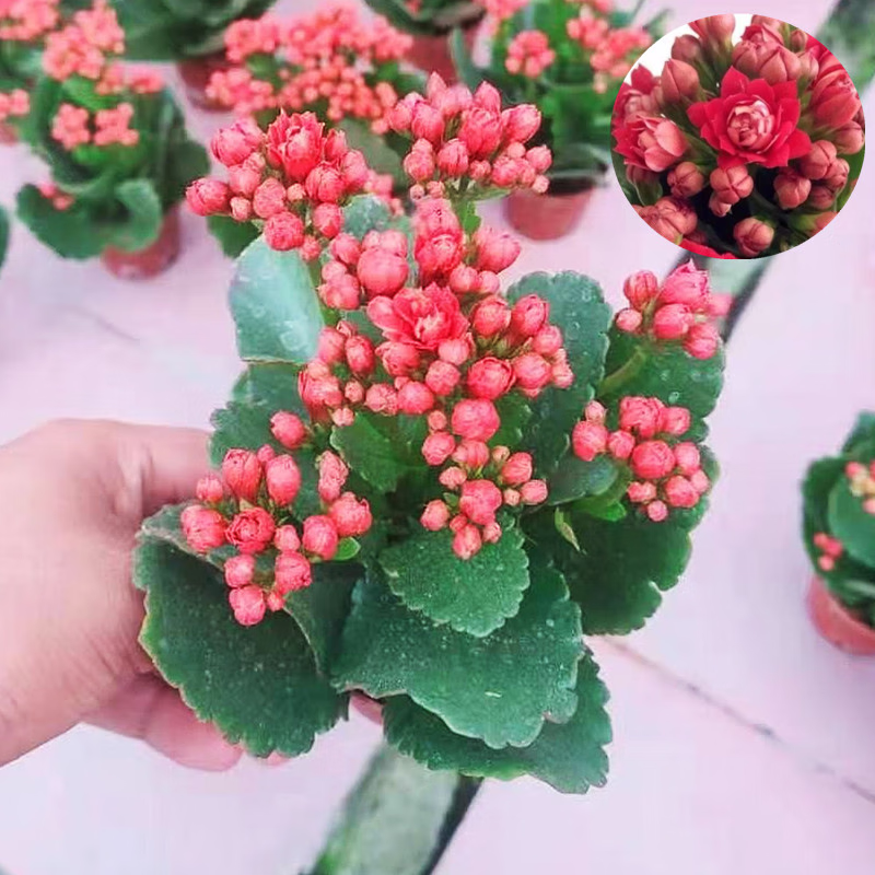 韵沃(yunwo)长寿花盆栽重瓣金狐狸大花带花苞花苗四季室内开花好养的