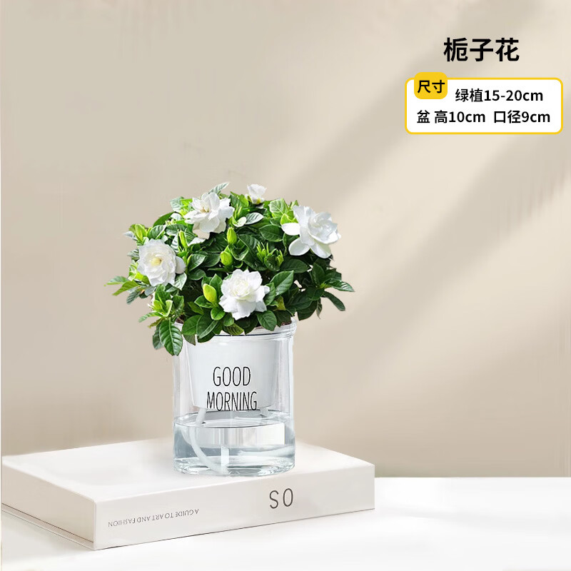 ���������ӻ����԰�������ֲ������������̨�ļ�����ֲ������辰 С���ӻ����ھ�90��+�簲�� 8.8Ԫ