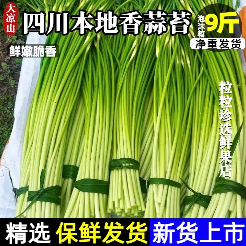 大凉山本地香蒜苔新鲜现摘嫩蒜苔农家自种白帽蒜薹苔露天蒜台蒜苗 9斤