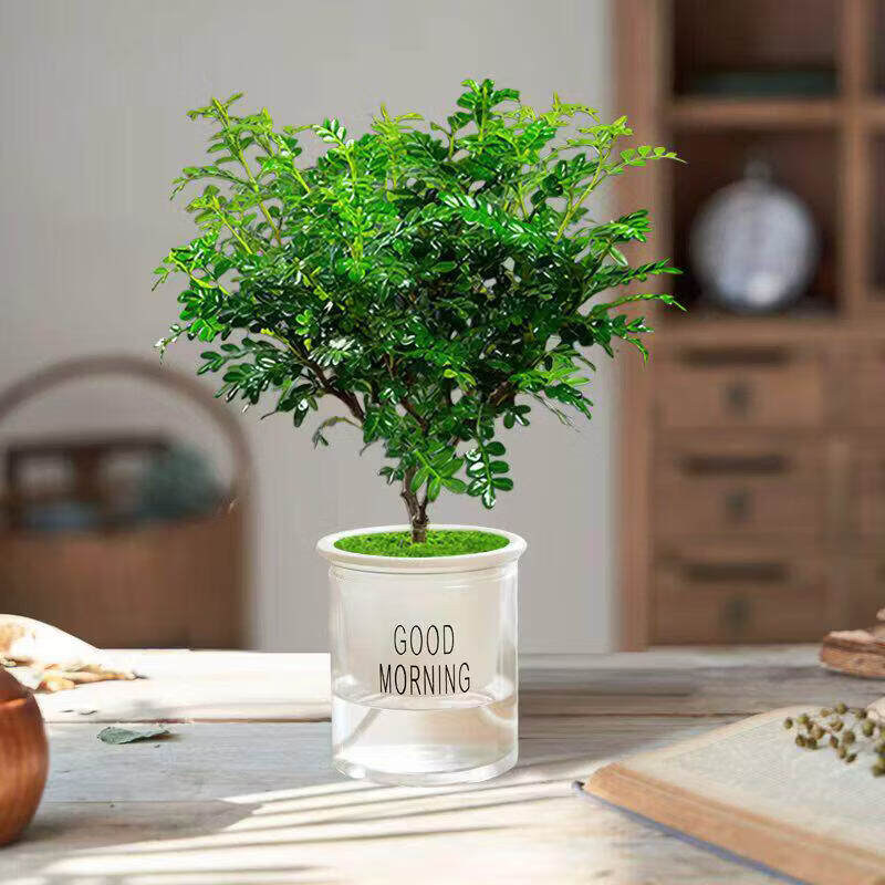 蔓花丛正宗清香胡椒木盆栽胡椒木老桩树苗室内驱蚊驱虫植物四季常青绿植 3年胡椒木中苗（早安盆）+送肥料 含盆