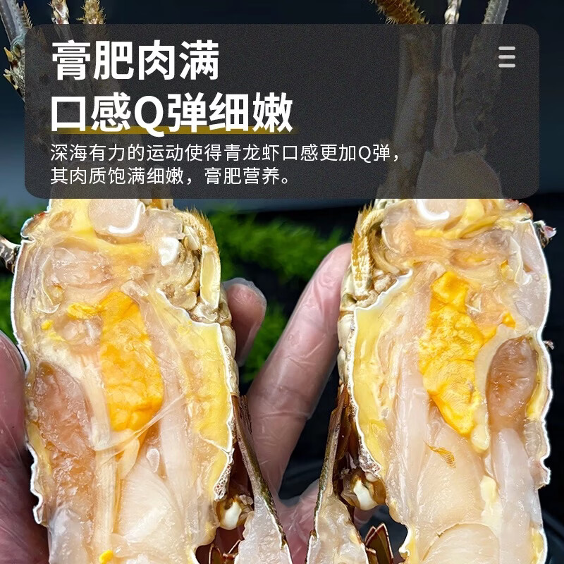 新鲜小青龙虾生冻鲜活冷冻冰鲜青龙肉质饱满澳洲特产小青龙非奥龙 迷你小青龙【20g/只】*1只