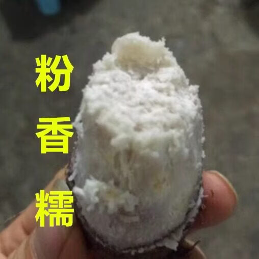 韶关乐昌张溪香芋炮弹芋头新鲜小芋头仔粉糯毛芋牛奶芋艿广东槟榔 10斤 3-8个一斤 新鲜挖带泥发货