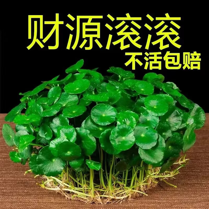 铜钱草招财水培植物办公室桌面盆栽金钱草花卉室内水养绿植吸甲醛 铜钱草【水培土培都可以】 铜钱草带土带叶251-300根+营养液