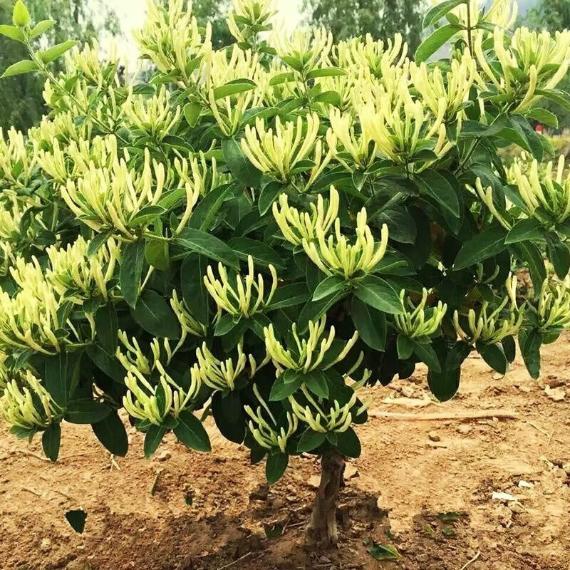 【四季开花】金银花老桩正宗名贵花可食用庭院阳台绿植四季好养 15年四季金银花1棵(粗8-10公分)