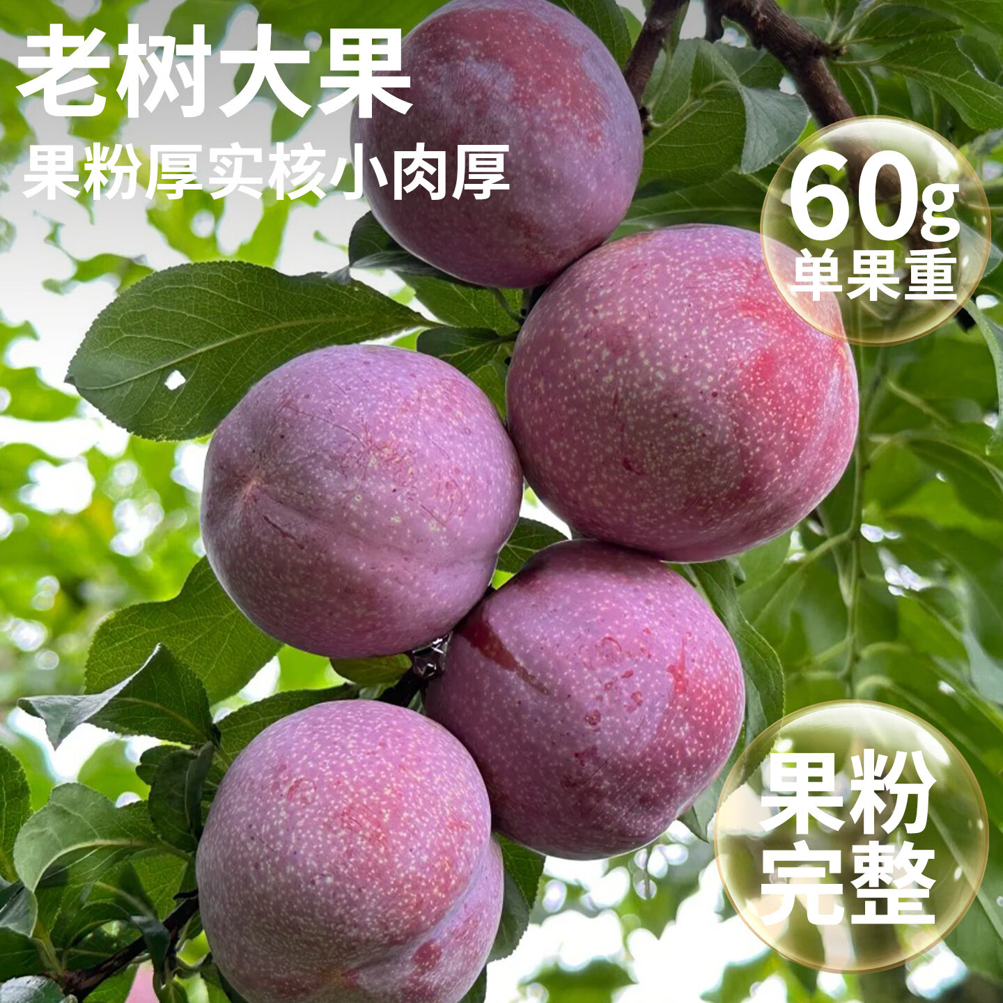 顶掌柜顺丰现货 5斤红心三华李新鲜李子水果当季樱脆甜桃孕妇整箱包邮大 2斤 70-90g 【顺丰/京东】商超大果丨肉厚核小