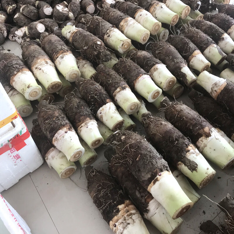 礼盒装正宗乐昌张溪炮弹芋头大槟榔芋新鲜蔬菜粉糯香广东韶关特产 10斤-家庭特惠装 普通盒装 2-4个芋头