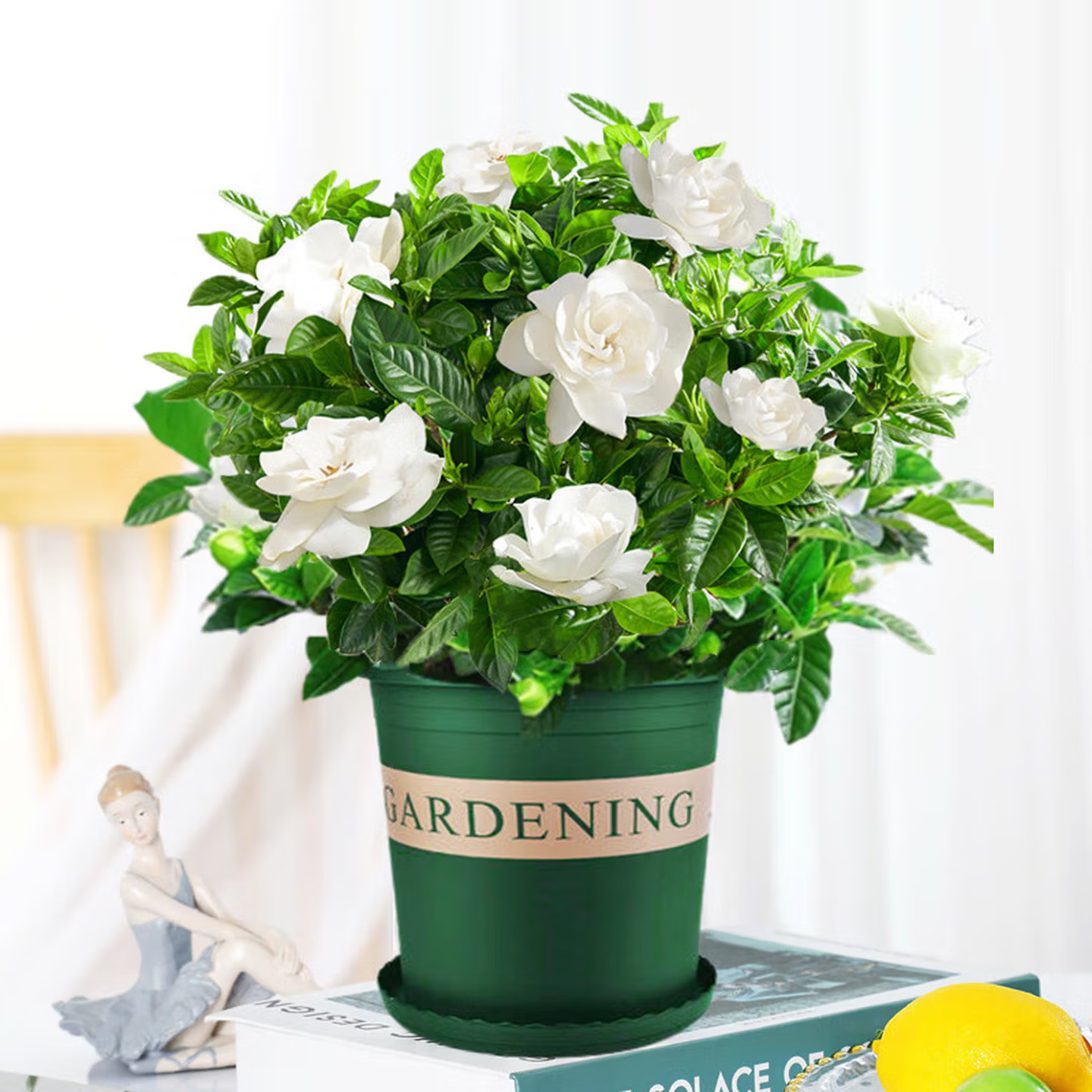 栀子花小叶盆栽绿植花卉室内客厅好养活四季芳香植物 栀子花+加仑盆