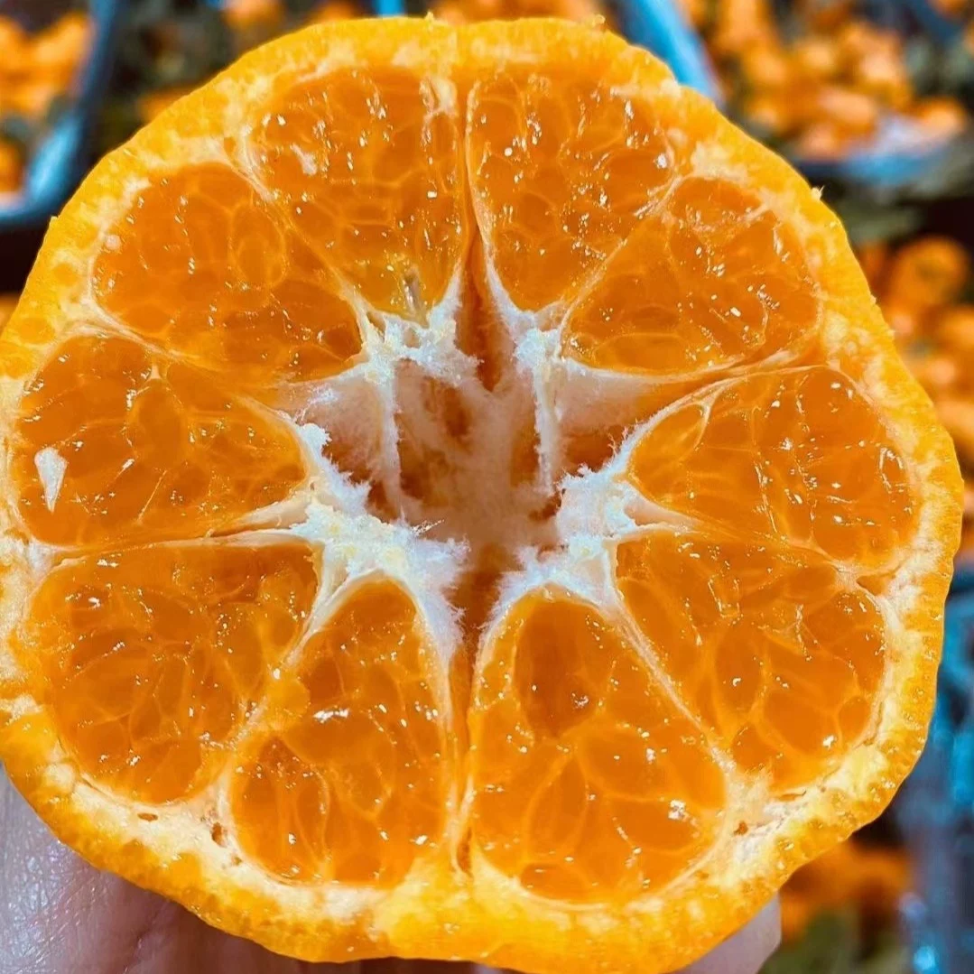 uncle lemon新鲜四川芦柑椪柑橘子现摘柑橘老树品种应当季孕妇水果产地直发 大果（单果重量90g-100g） 5斤