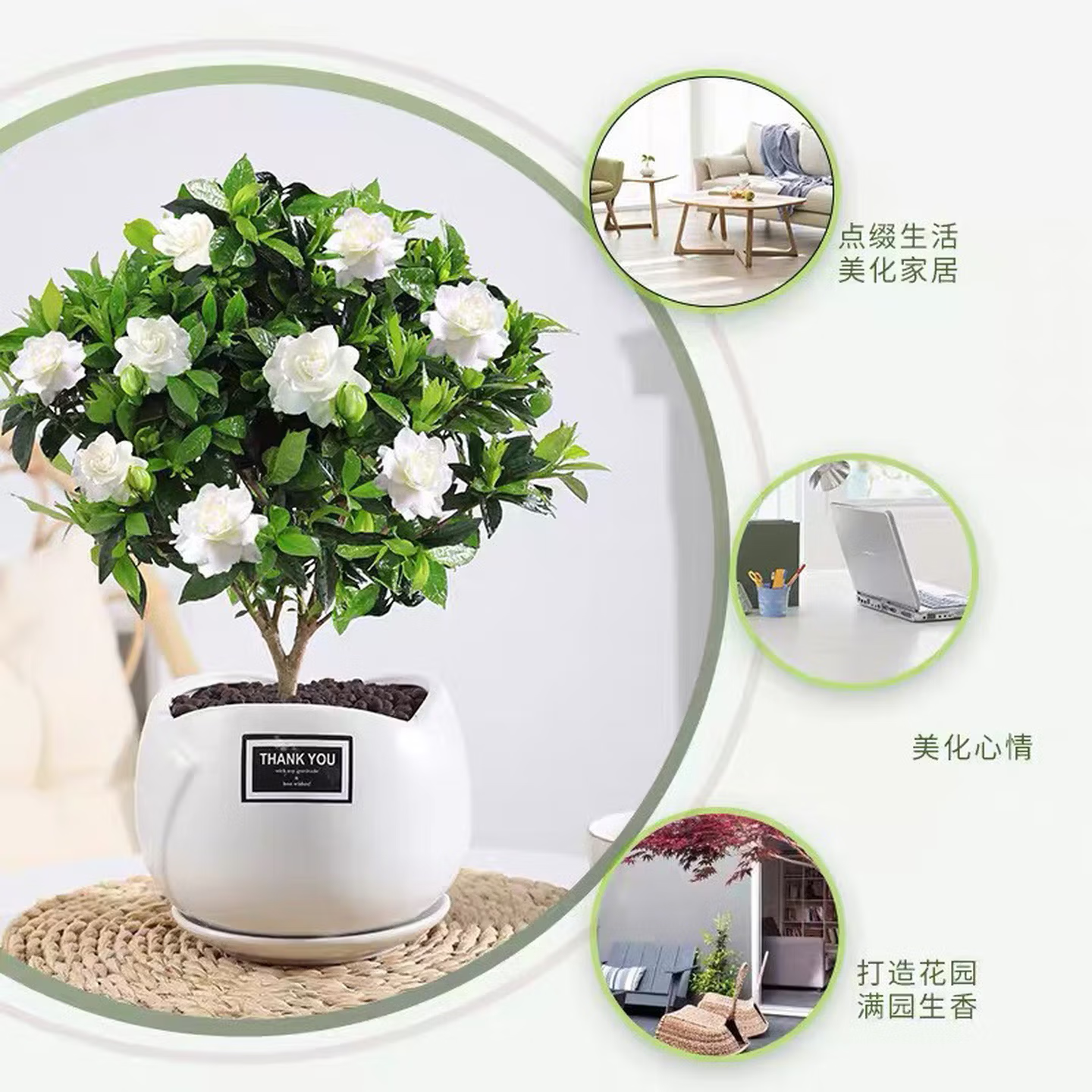 栀子花小叶盆栽绿植花卉室内客厅好养活四季芳香植物 栀子花+加仑盆