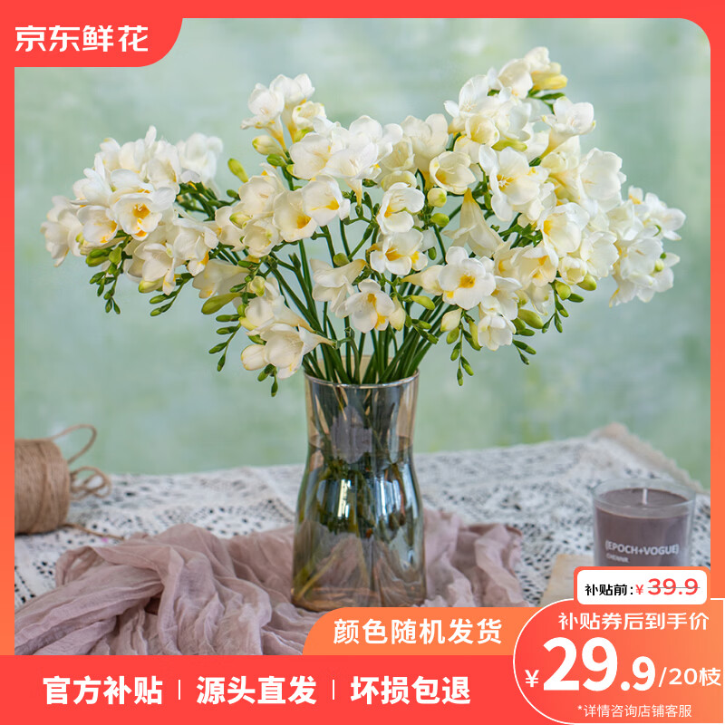 香雪小苍兰38妇女节鲜切花礼物插花鲜花花卉绿植昆明云南基地直发 香雪兰随机色20枝