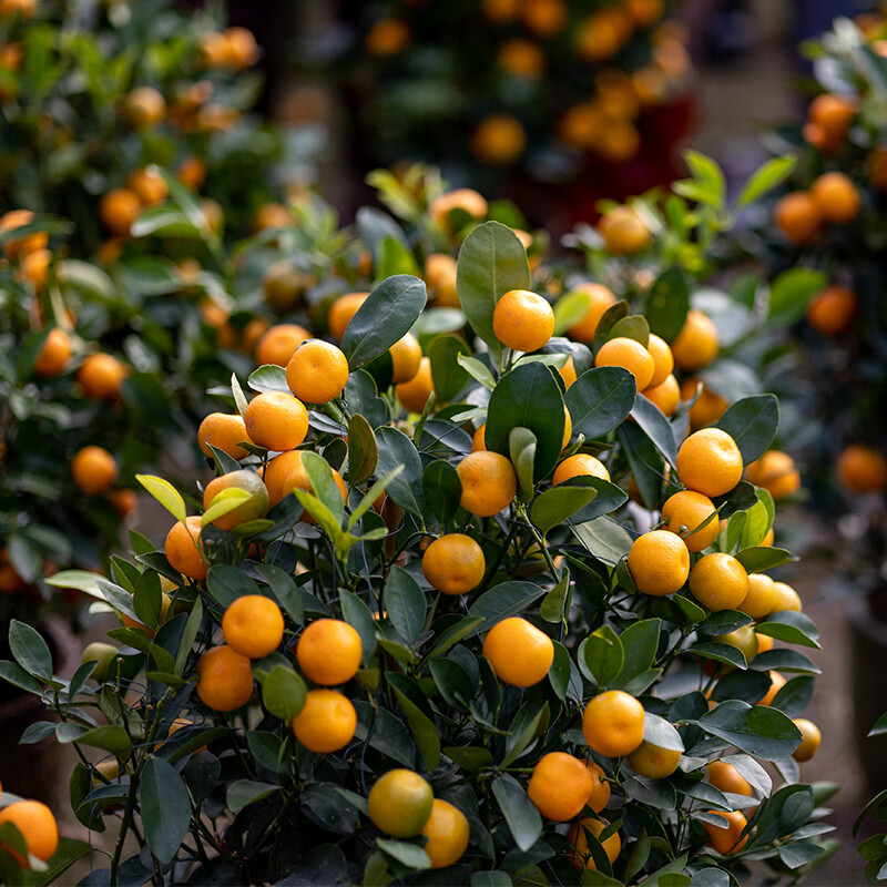 都乐 广西融安滑皮金桔0.8斤 到手9.9元；果小慎拍 - 线报酷