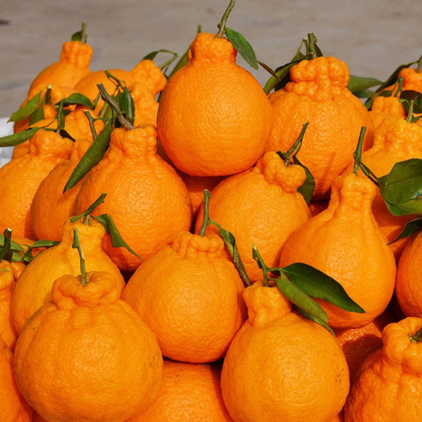 涨金四川丑橘不知火应季新鲜水果柑橘丑水果送礼彩箱B 精选带箱8.5-9斤【单果140g+】——净重8斤