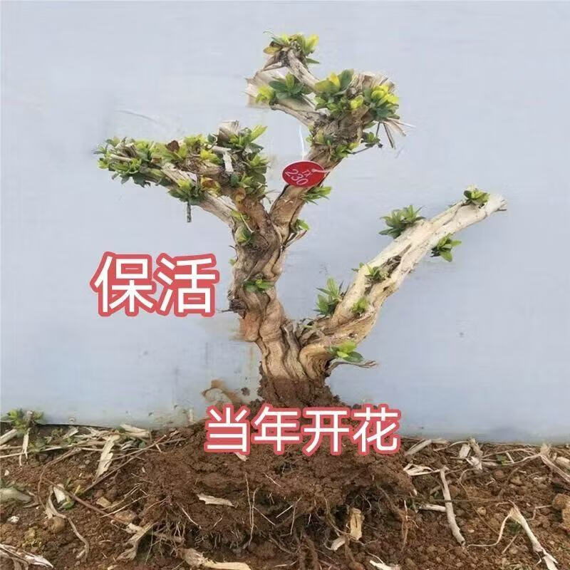 【四季开花】金银花老桩正宗名贵花可食用庭院阳台绿植四季好养 15年四季金银花1棵(粗8-10公分)