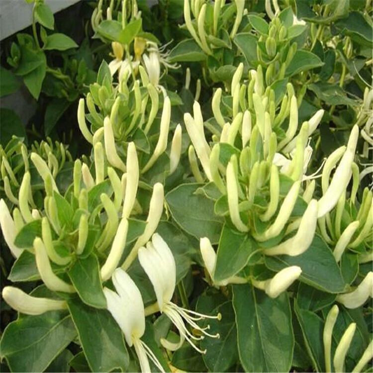 【四季开花】金银花老桩正宗名贵花可食用庭院阳台绿植四季好养 15年四季金银花1棵(粗8-10公分)