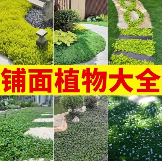 ���ڲ������ֻ��Է�ײݳ���ر������л������·�ư��󶬲ݽ�ǲݼ��Ҵ���ŷʯ�� ���Ҵ��ݣ�Ѩ��ԭ��ԭ����40x40���׷��� 1��װ��40x40���׷��衿