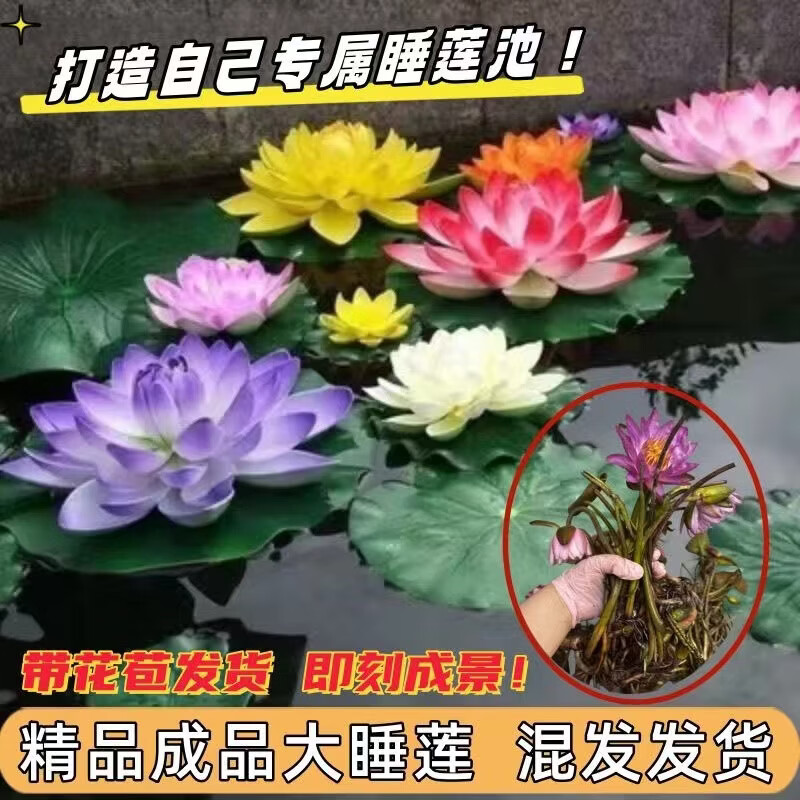 精品睡莲包活对版池塘鱼缸四季盆栽水缸莲花开花懒人 精品睡莲 科罗香水睡莲【3颗大根块】