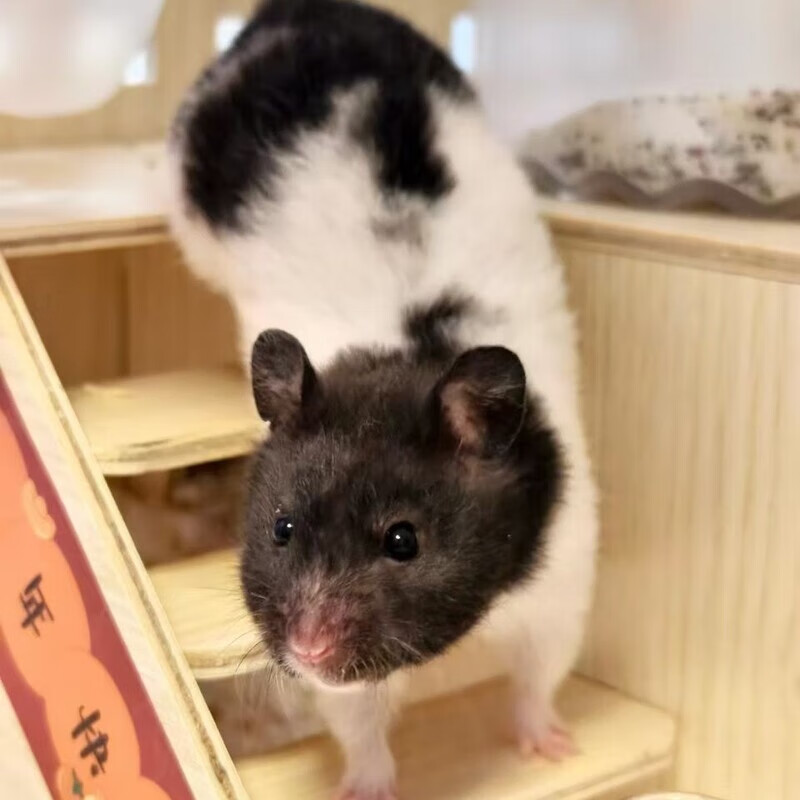 家养稀有金丝熊温顺米熊奶牛熊虎纹熊好养幼崽仓鼠长毛金丝熊活物