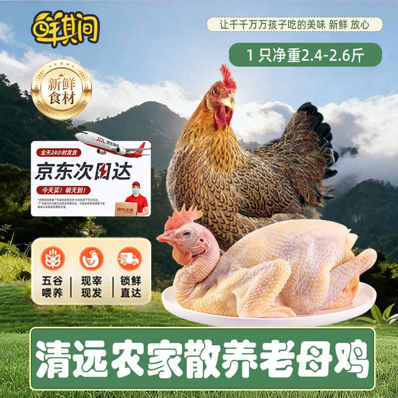 鲜其间【正宗清远鸡】老母鸡整只走地鸡肉冷冻椰子鸡火锅煲汤4.8斤净重 清远走地鸡1只【2.4斤-2.6斤】深山散养环境优