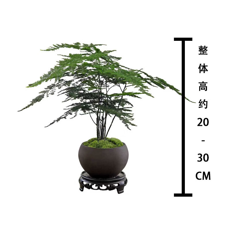 八芽文竹苔藓白发藓绿植室内茶几桌面陶瓷盆栽办公室摆件盆景净化空气 禅意盆文竹-含密胺托 带盆栽好