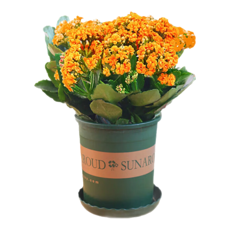 ���а��ٻ����Դ��ذ�ֲ�����ڻ����׳�(������)��������Դͷֱ�� 9.9Ԫ