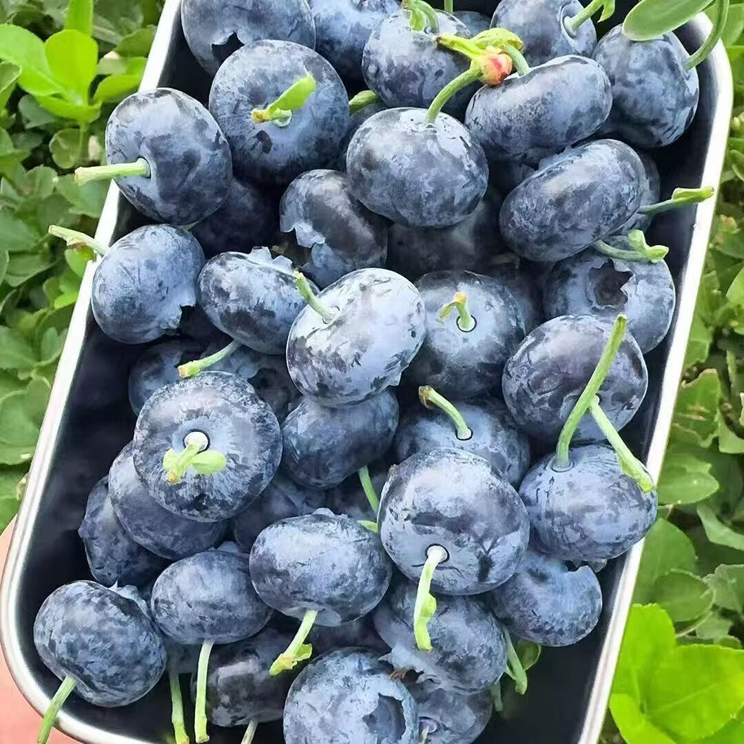 千园九味L25花香蓝莓新鲜蓝莓鲜果盒装应当季水果现摘现发京鲜大果礼盒 6盒单盒100g【单果18mm+】