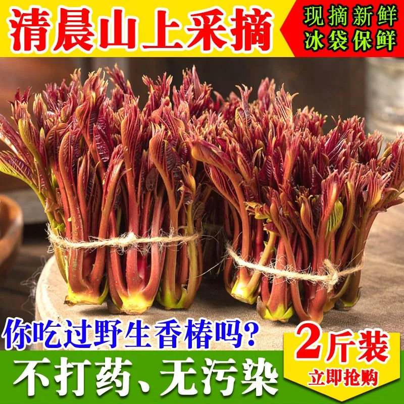 野生香椿芽嫩芽现摘新鲜头茬四川特产正宗香椿头露天春芽应季蔬菜 高效冰袋保鲜(比大棚香椿香9倍 2斤