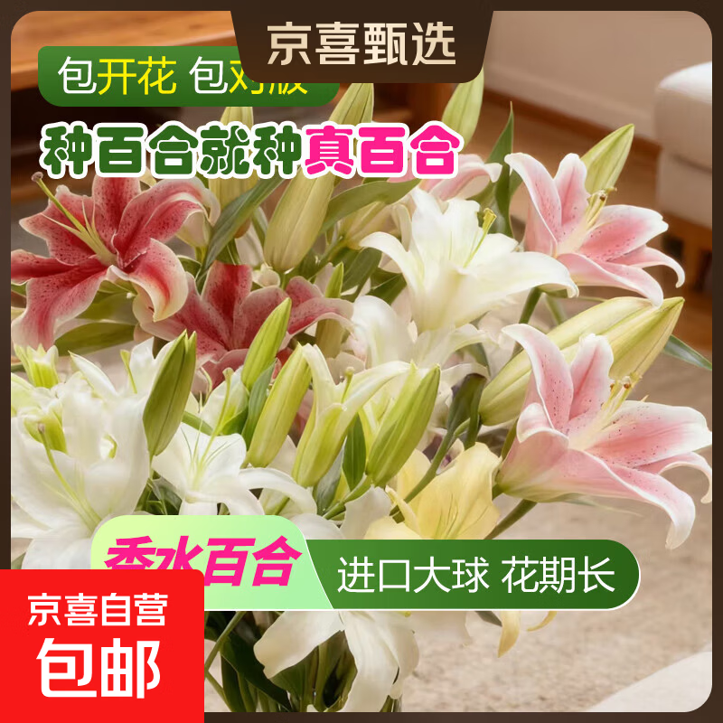 香水百合花种球进口多头百合花四季开花好养易活庭院室内室外盆栽 香水百合/红色精选3球+肥料 周长12/14cm