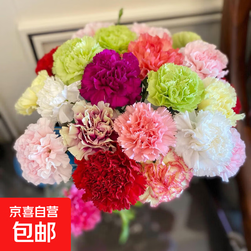 【渠道专享】康乃馨基地直发水养女神节插花38妇女节生日礼物高 混色康乃馨20支