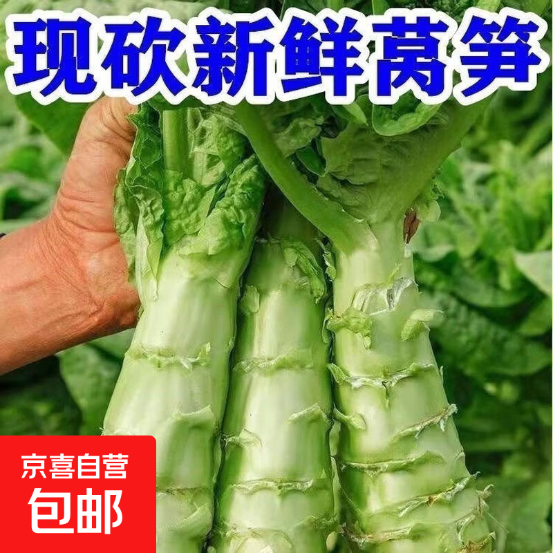 5斤自种老品种青笋莴苣莴笋批发新鲜莴笋应季蔬菜9斤新鲜现砍现发河南 5斤净重新鲜莴笋