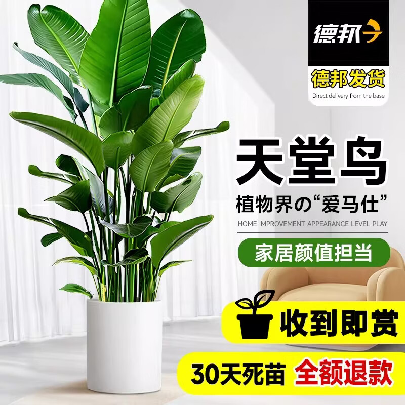 开时果 送货上门 天堂鸟盆栽客厅大型绿植办公室内植物鹤望兰去甲醛新房 【高端大气】天堂鸟1-1.2米+聚宝树脂盆 （基地直发&鲜活到家）