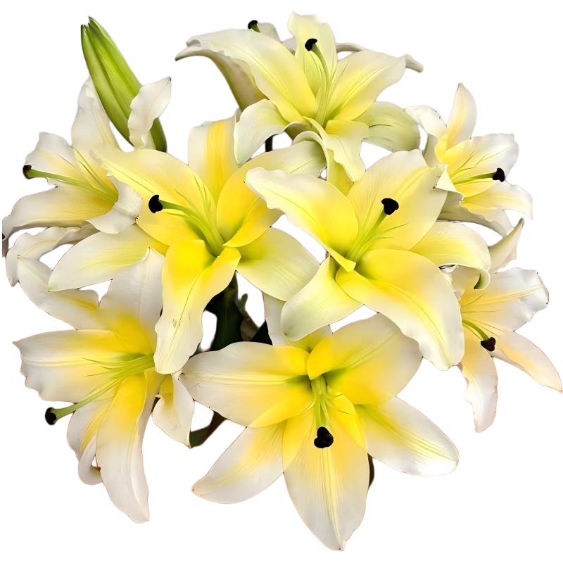 与花同行浓香型香水百合鲜切花云南昆明批发伊莎贝拉黄天霸家居水培鲜切花 【8个花苞】随机色系香水百合 枝长45-55cm（下单联系客服领取养护）
