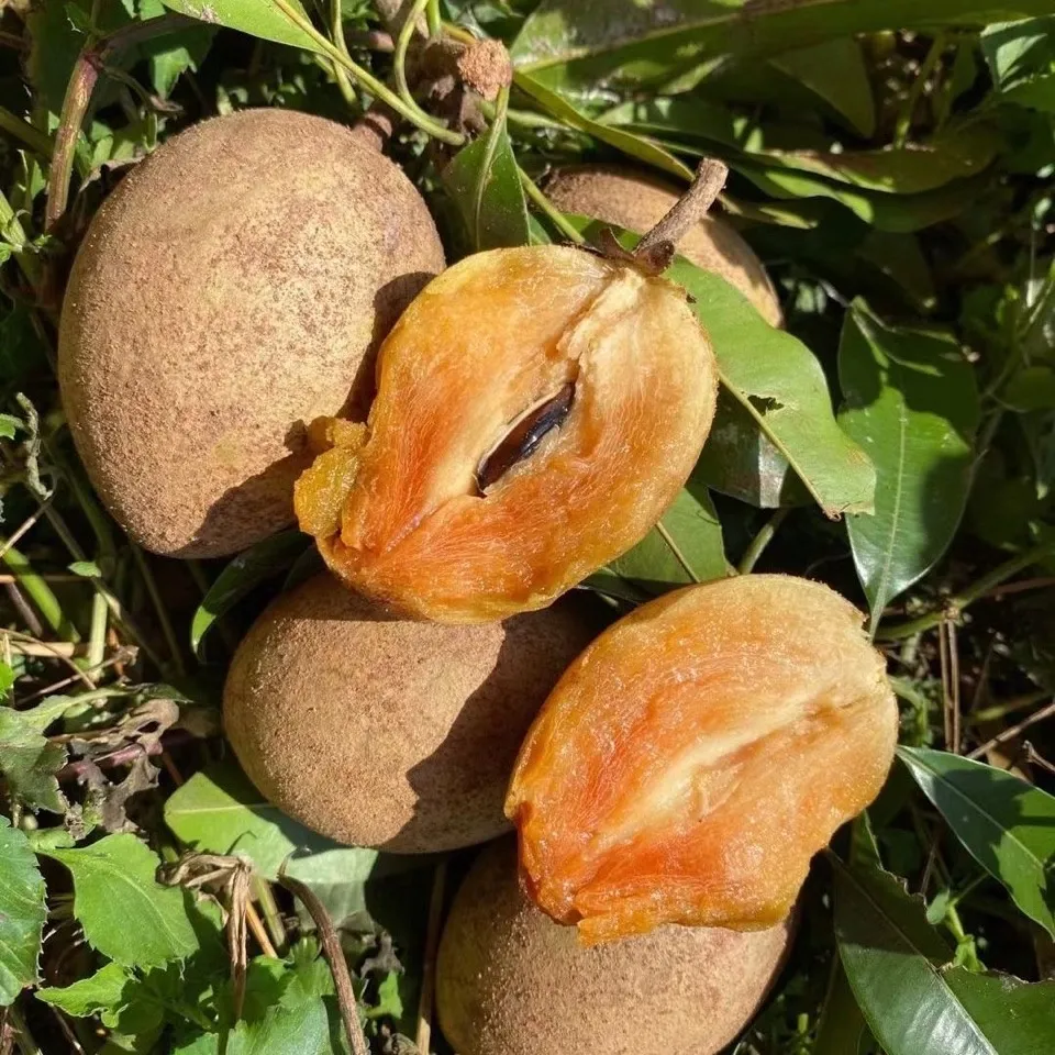 海南人心果人参果罕见水果养生圣果巨甜多汁老树现摘批发整箱包邮 精选大果 5斤