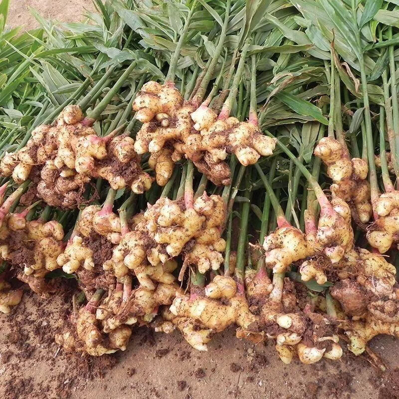 优仙果云南小黄姜 新鲜蔬菜现挖现发调味料火锅食材 【云南小黄姜】带箱5斤小块热卖