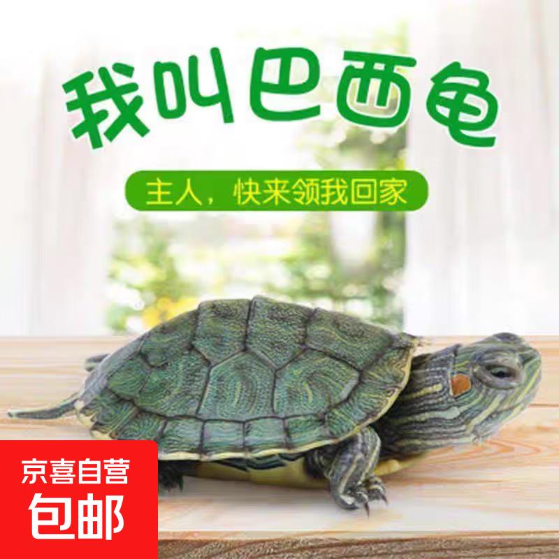 红耳巴西龟乌龟活物草龟爬宠好养可认主宠物观赏适合家养的小乌龟 巴西龟3-4厘米 单身龟1只[浅绿了]送龟粮