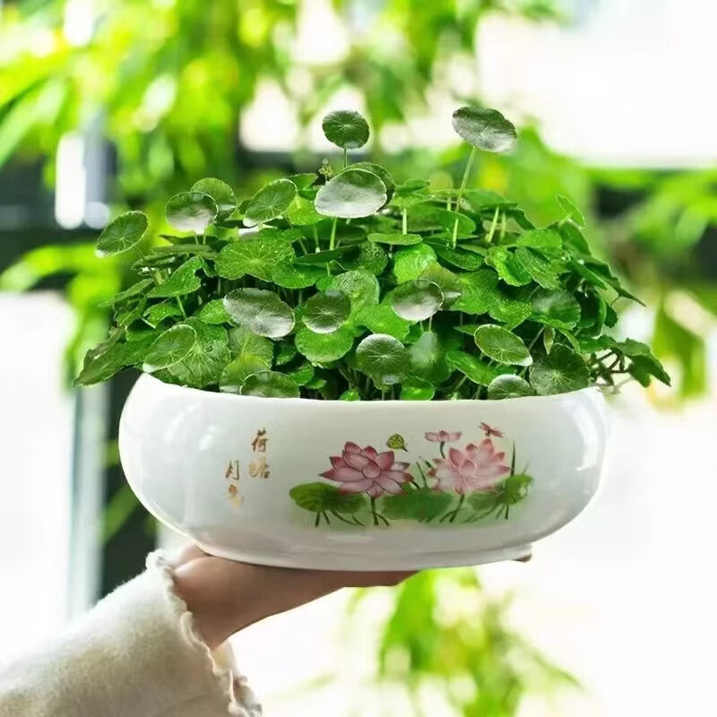 铜钱草招财水培植物办公室桌面盆栽金钱草花卉室内水养绿植吸甲醛 铜钱草【水培土培都可以】 铜钱草带土带叶251-300根+营养液