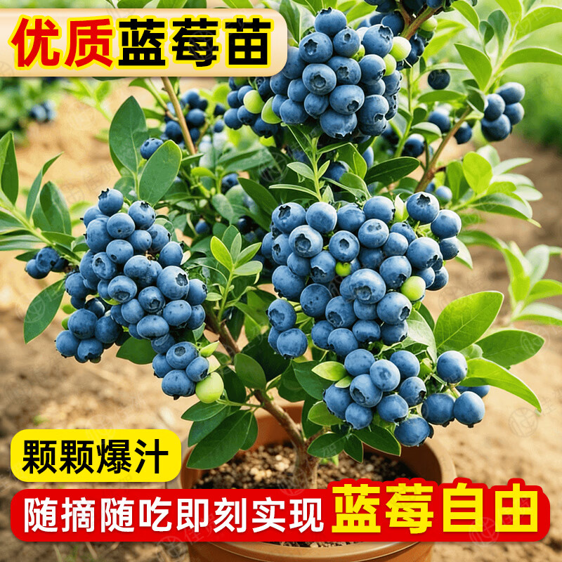 佳贺（JIAHE）特大果高产蓝莓苗带土发货蓝莓树苗南方北方种植盆栽地栽当年结果 【新店特惠】奥尼尔蓝莓6年苗(次年结果）