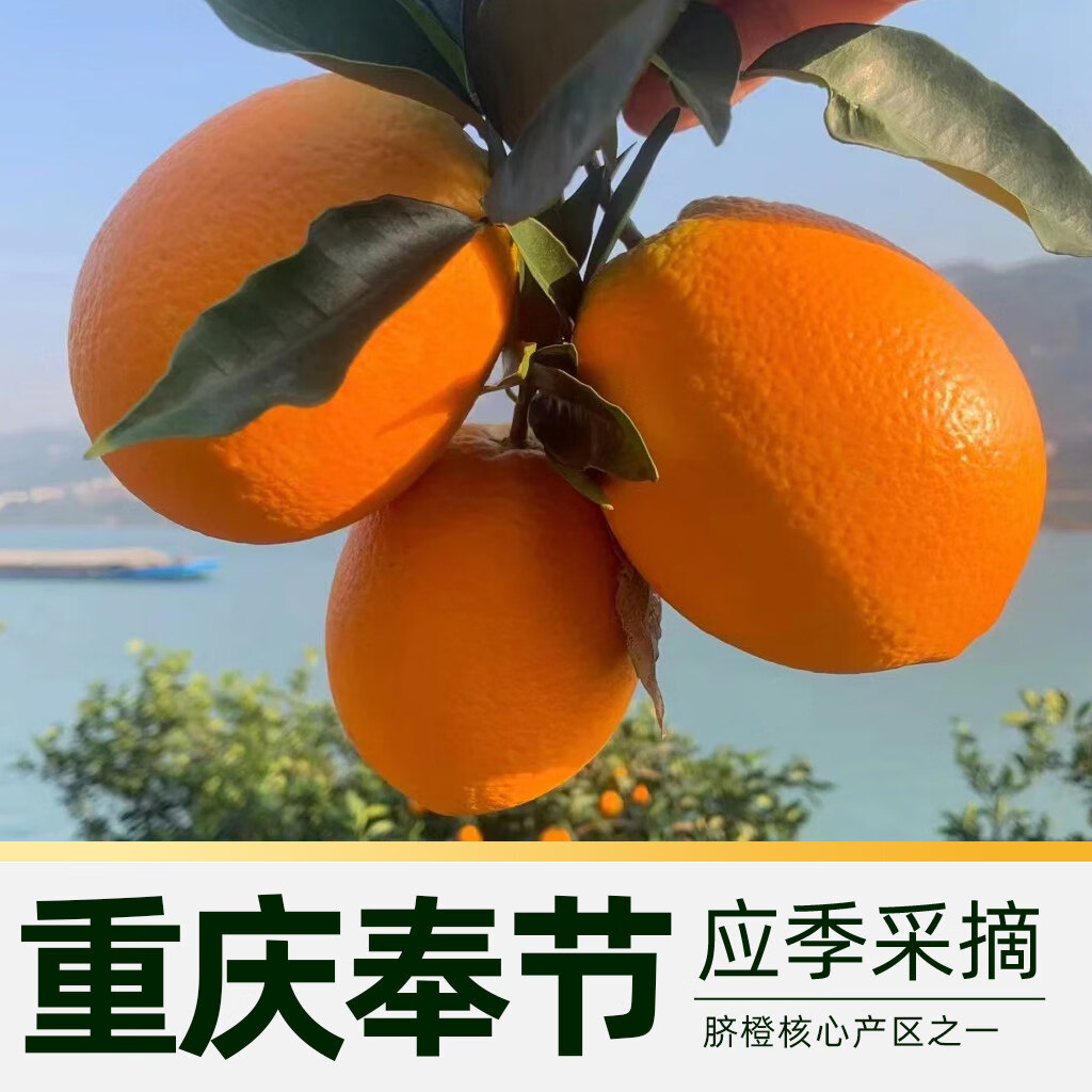 重庆奉节脐橙 新鲜水果 应季甜橙 生鲜 重庆特产 产地现摘直发 带箱10斤 70-75mm 果径70mm-75mm