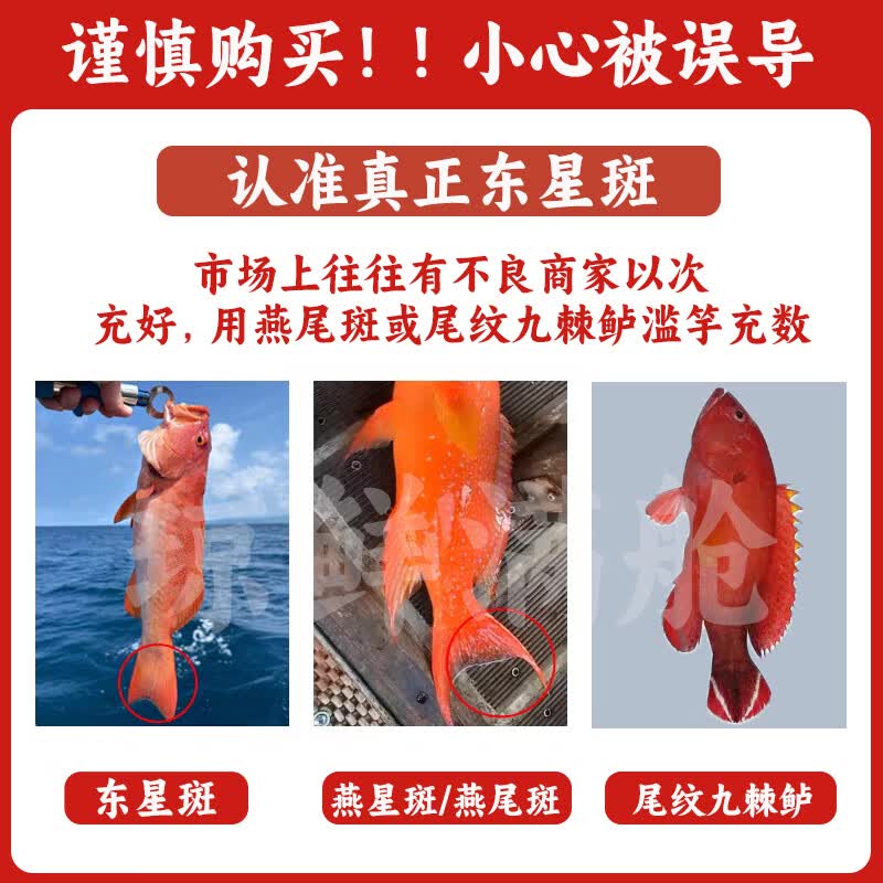 鲜当道优选东星斑鲜活锁鲜三去净膛肉质细嫩家常海鲜食材顺丰包邮 【家庭优选款】1.1-1.3 斤 / 条 原条鲜冻