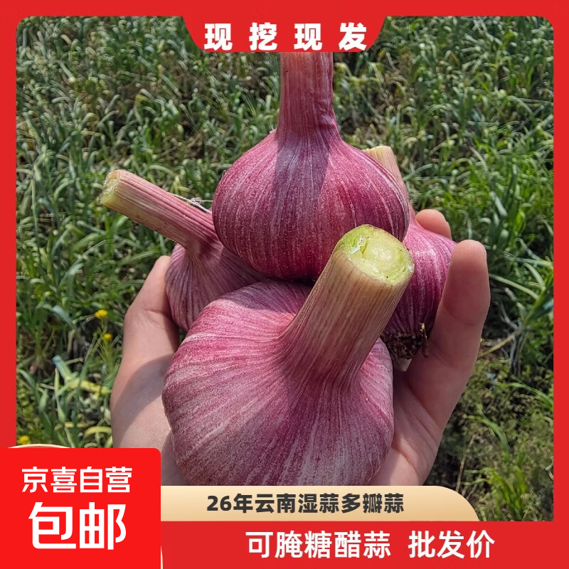 云南正宗紫皮大蒜现挖新鲜多瓣湿蒜鲜蒜糖蒜专用大蒜头 商超款鲜蒜5斤大果