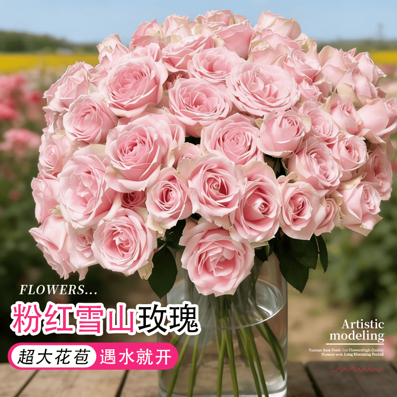 与花同行【PLUS】粉雪山玫瑰鲜花斗南室内办公室水养插花送礼粉色玫瑰花束 【10枝】粉红雪山单头玫瑰 【花苞状态发货，收到先醒花】下单联系客服领取养护