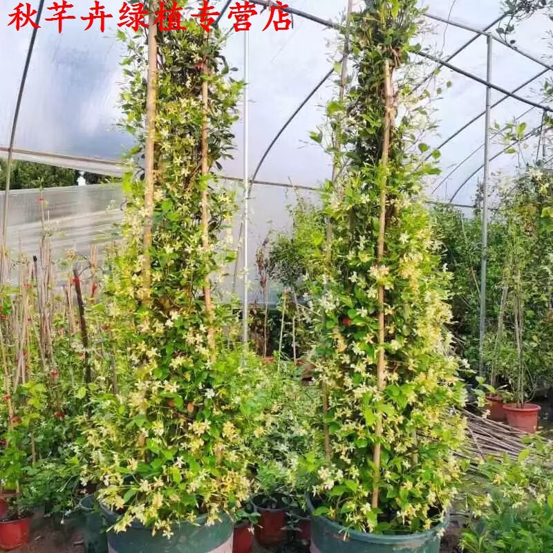 秋芊卉笔尖茉莉花盆栽室内花卉观花植物四季好养开花不断香水茉莉绿植 风车茉莉90-100CM高一颗 原土发货