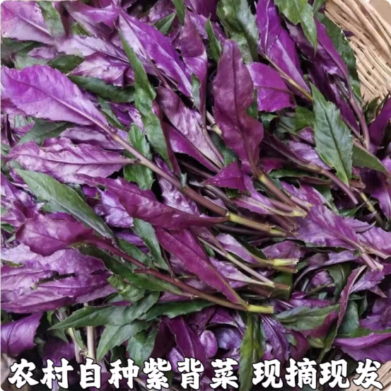 京喜指数农家紫背菜湖北紫背天葵血皮菜蔬菜观音菜嫩叶补/血菜 1000克