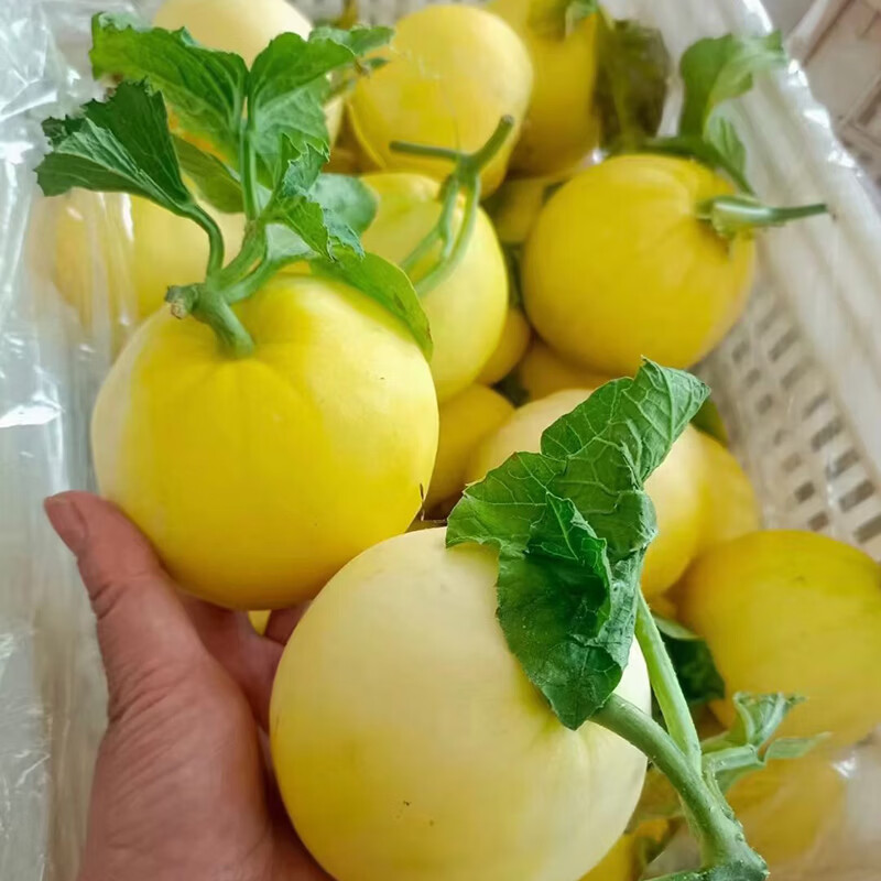 正宗山东头茬小蜜蜂甜瓜星甜20新鲜水果当季现摘蜜罐甜瓜顺丰包邮 净重4.5斤【5-7个】手选精品大果