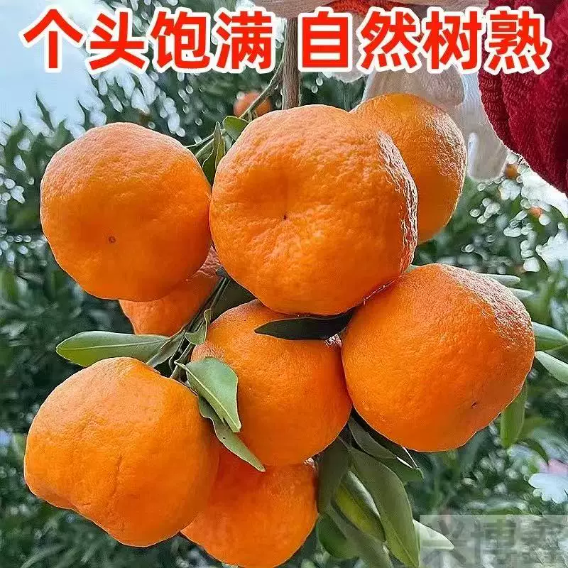 uncle lemon新鲜四川芦柑椪柑橘子现摘柑橘老树品种应当季孕妇水果产地直发 大果（单果重量90g-100g） 5斤