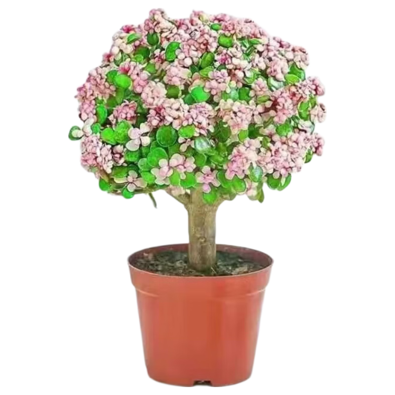 ���ڲ�������֦��ҶС������׮����ֲ���ʦ������������в��׶�԰��ֲ �����ǽ�֦��Ҷ�������裩 24.9Ԫ