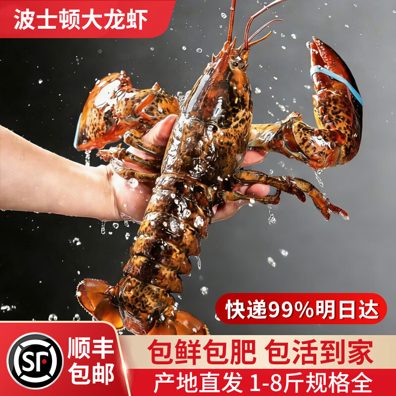 海掏掏【活鲜】鲜活波士顿龙虾波龙 生鲜大虾 顺丰次日达包活 净重 550-650g/只*2只