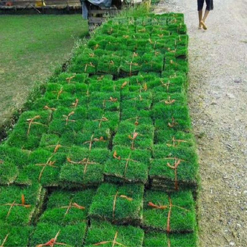 绿化草坪多少钱一平方(绿化草坪多少钱一平方合适)