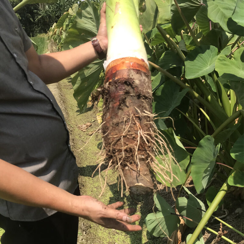 礼盒装正宗乐昌张溪炮弹芋头大槟榔芋新鲜蔬菜粉糯香广东韶关特产 10斤-家庭特惠装 普通盒装 2-4个芋头