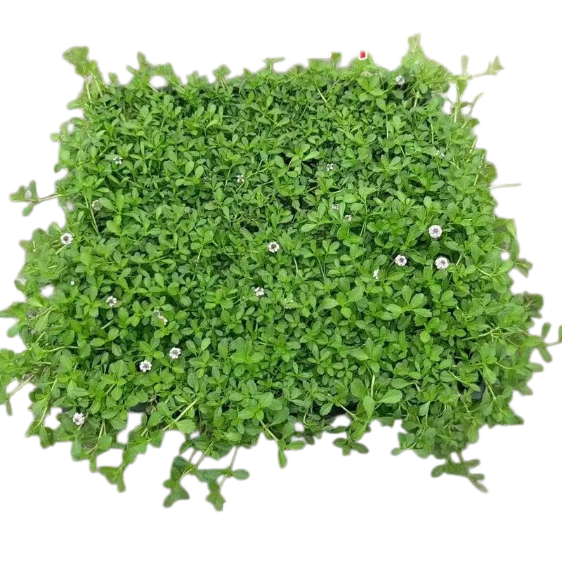 ���ڲ������ֻ��Է�ײݳ���ر������л������·�ư��󶬲ݽ�ǲݼ��Ҵ���ŷʯ�� ���Ҵ��ݣ�Ѩ��ԭ��ԭ����40x40���׷��� 1��װ��40x40���׷��衿 9.98Ԫ